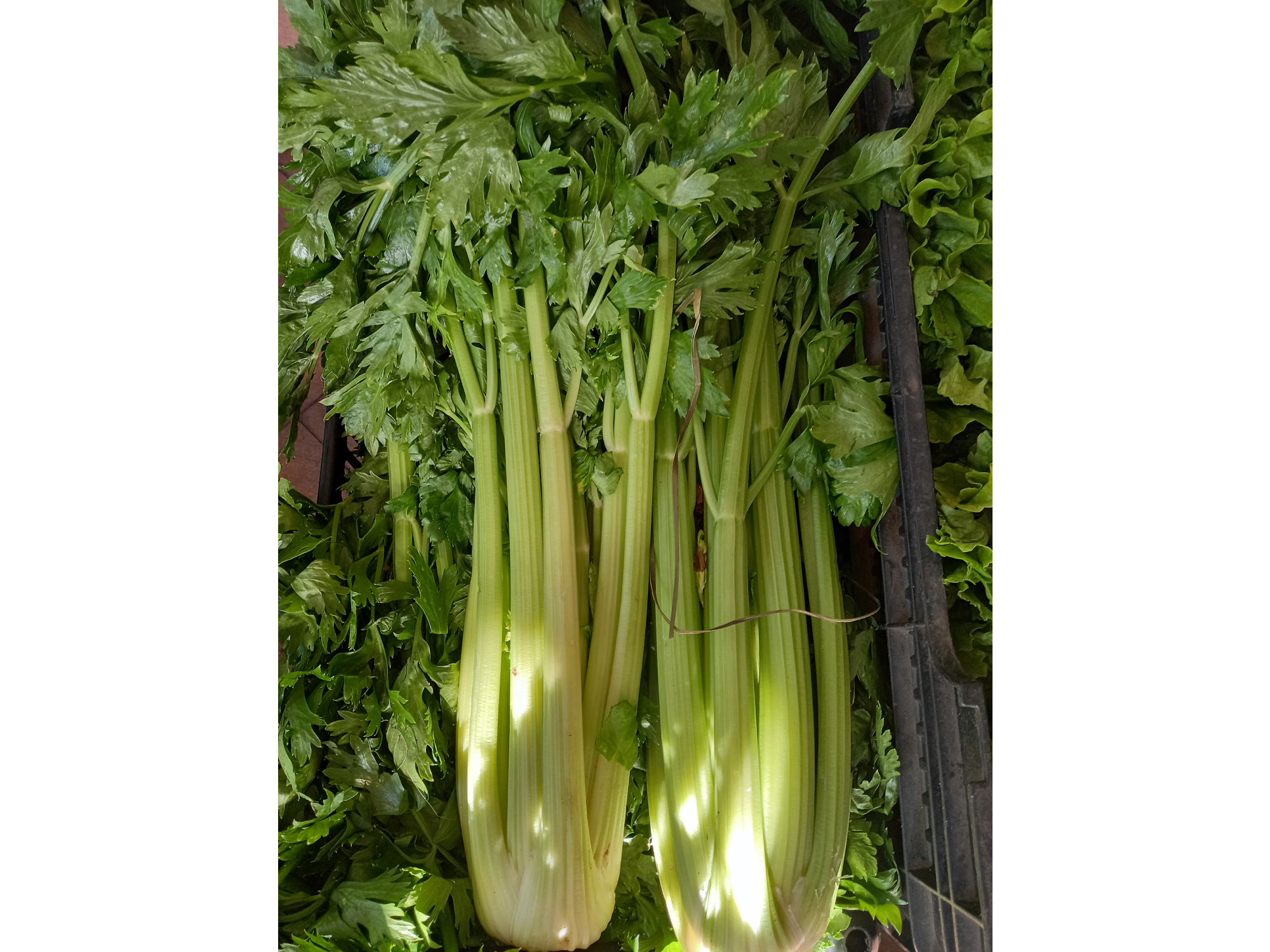 Apio Agro