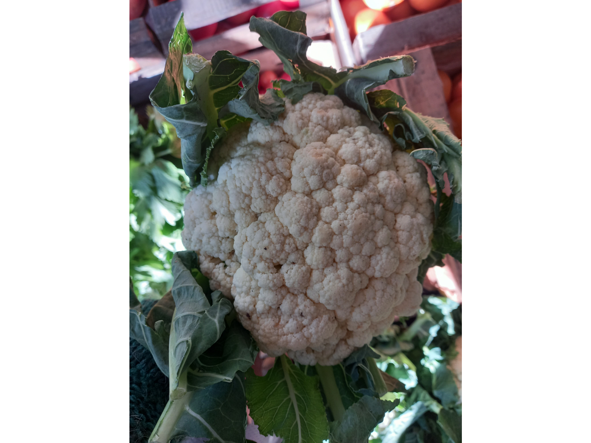 Coliflor Agro 1 k (A confirmar)