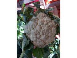 Coliflor Agro (A confirmar)