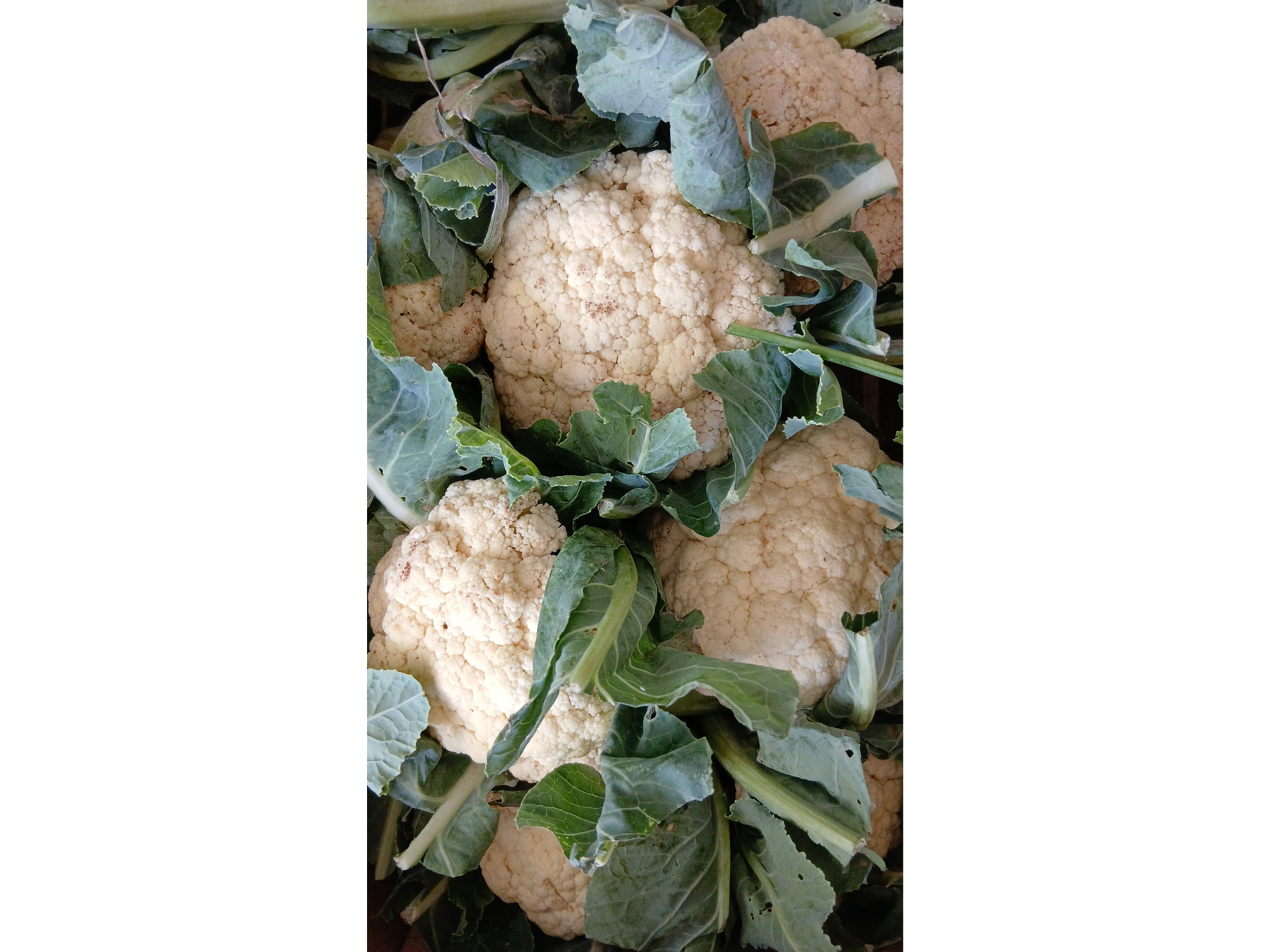 Coliflor Agro 500g (A confirmar)