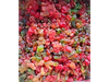 Fruta escurrida x100gr