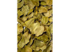 Boldo x100gr