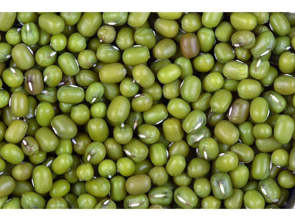 Porotos mung xKg