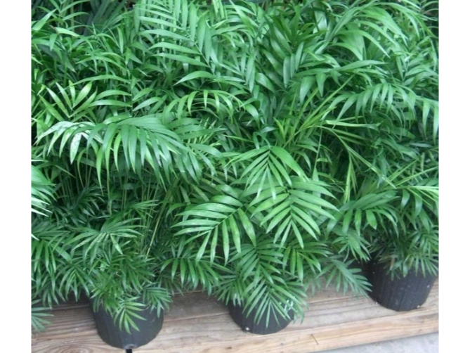 Chamadorrea envase 2 lts