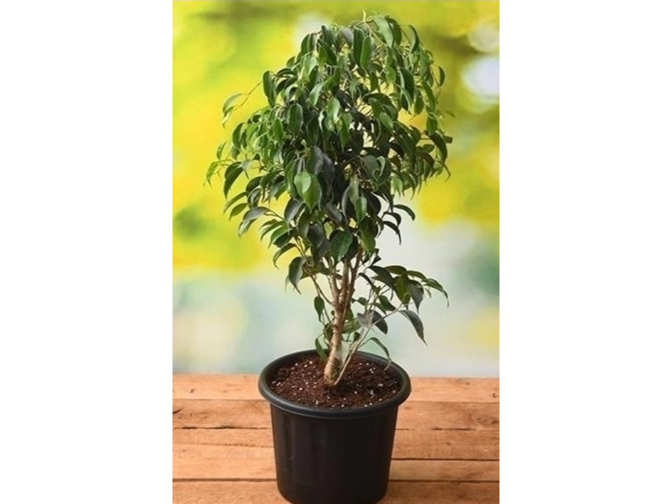 Ficus benjamina en 2 lts