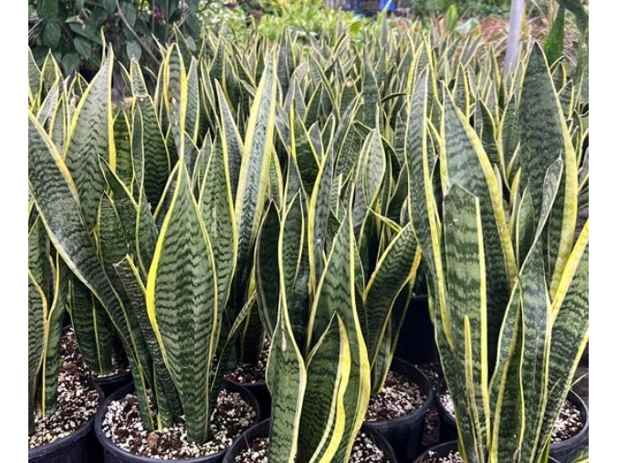 Sansiviera en maceta de 12 cm