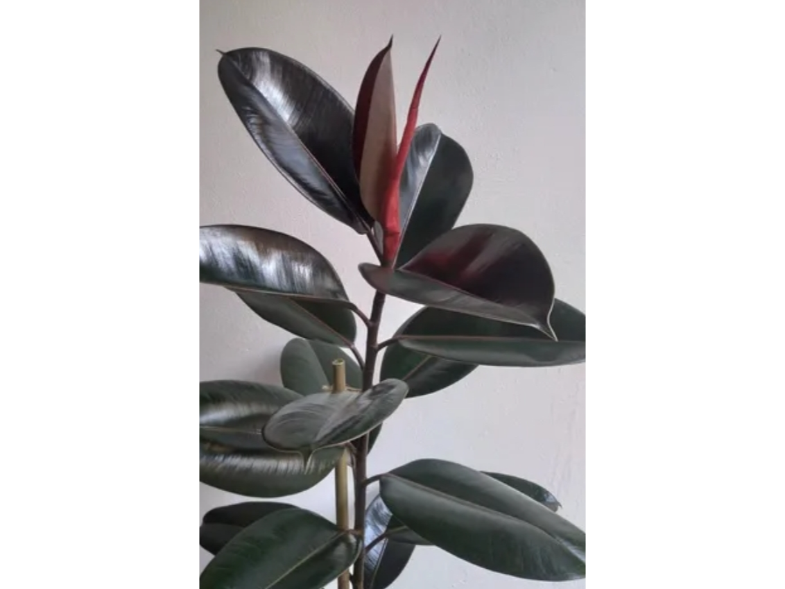 Ficus gomero rubra 2 lts