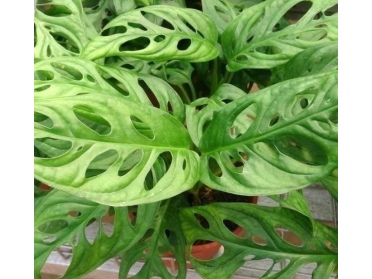 Philodendro peruviano