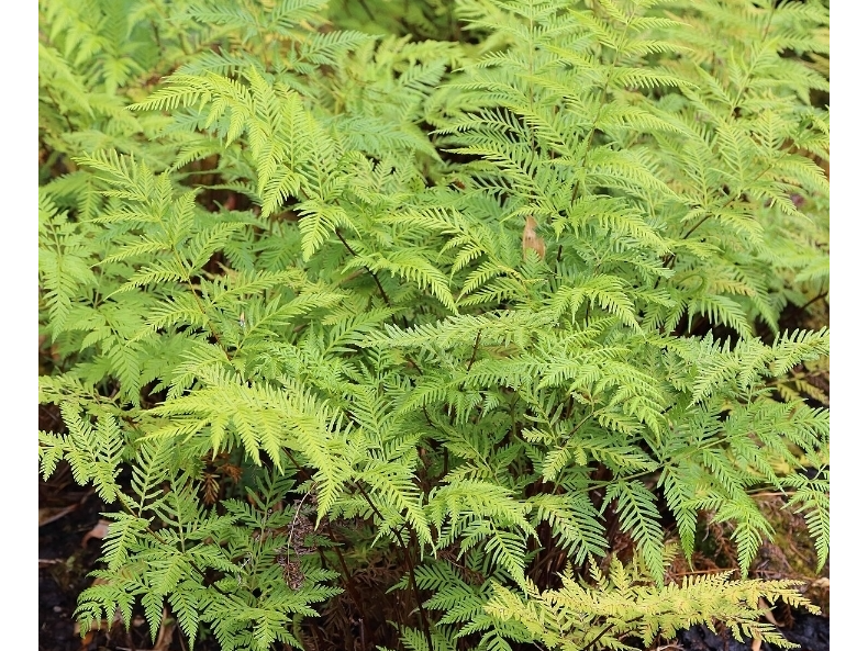 Helecho Pteris trémula