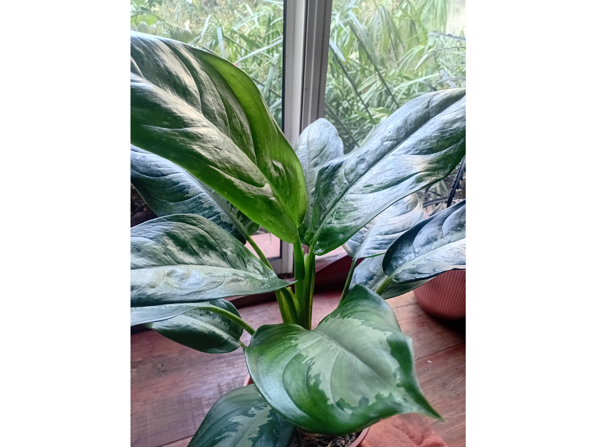 Aglaonema Pattaya . Maceta 14