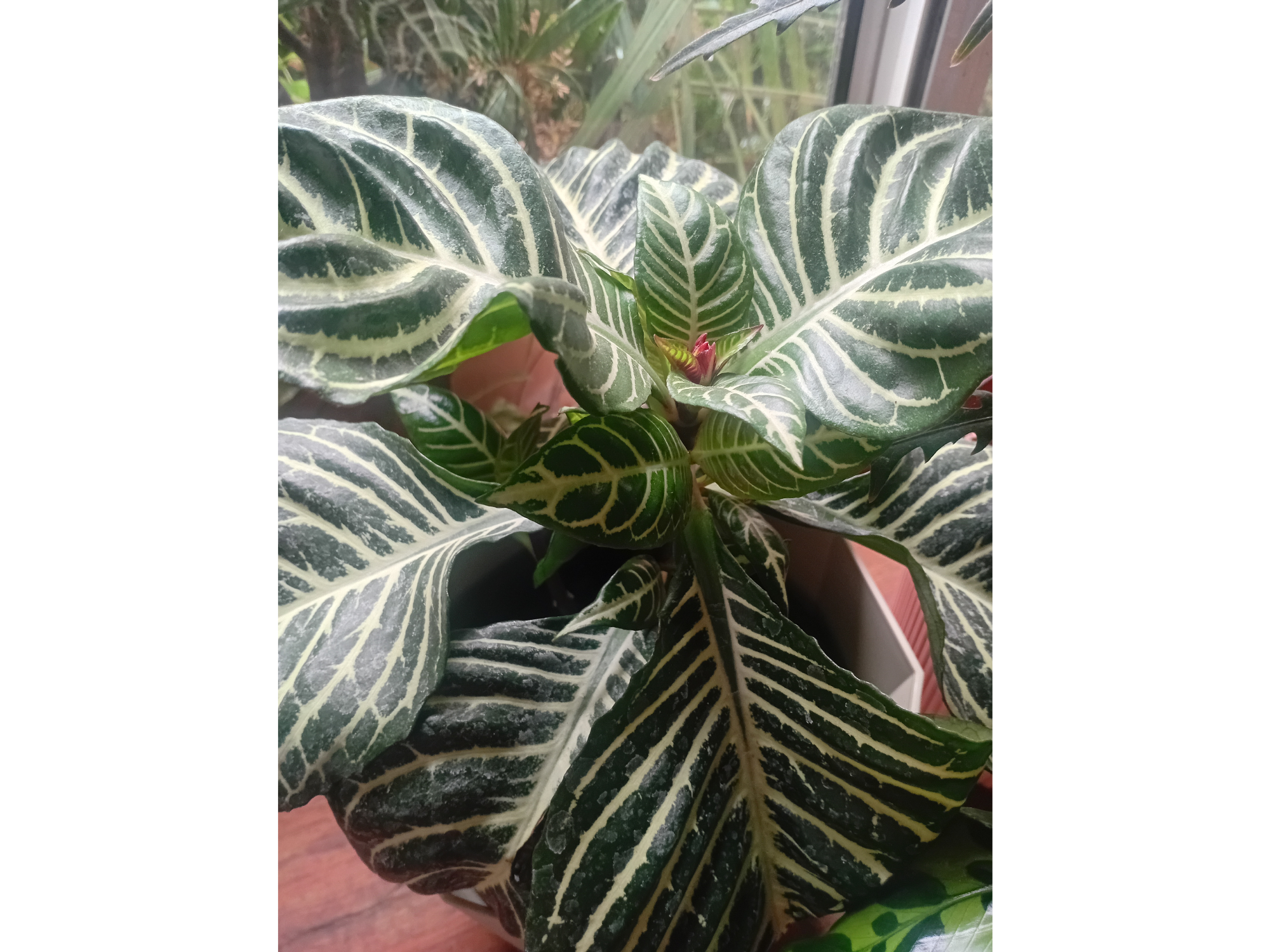 Aphelandra