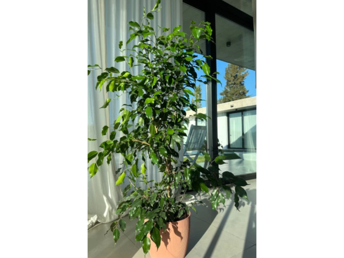 Ficus Benjamina en maceta de 5 lts