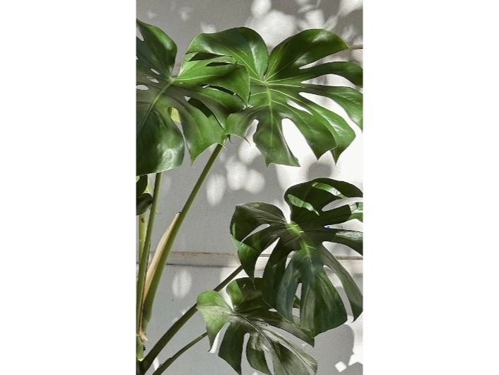 Monstera deliciosa