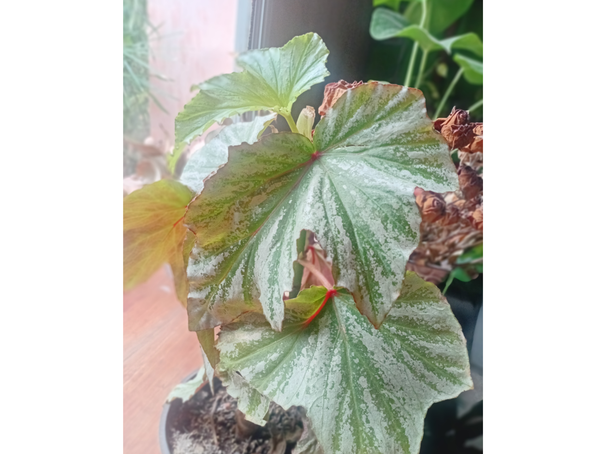 Begonia Looking glass