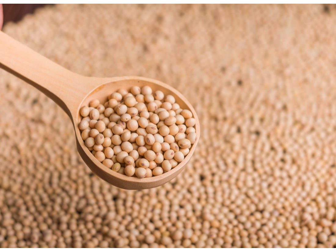Poroto soja x kg