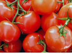 TOMATE REDONDO