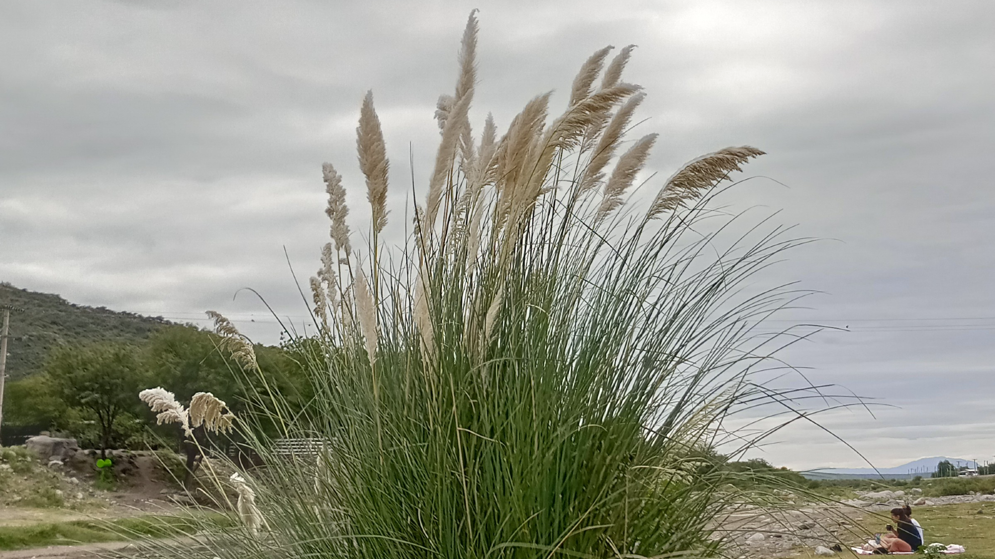 ESPECIAS Y CONDIMENTOS