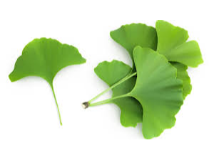 GINGKO BILOBA