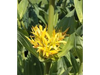 GENCIANA