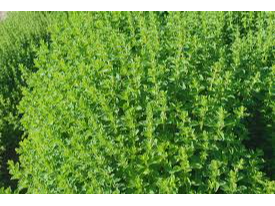 OREGANO NACIONAL PREMIUN