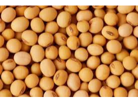 POROTO DE SOJA X KG