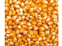 MAIZ PISINGALLO X KG.