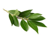 LAUREL HOJA