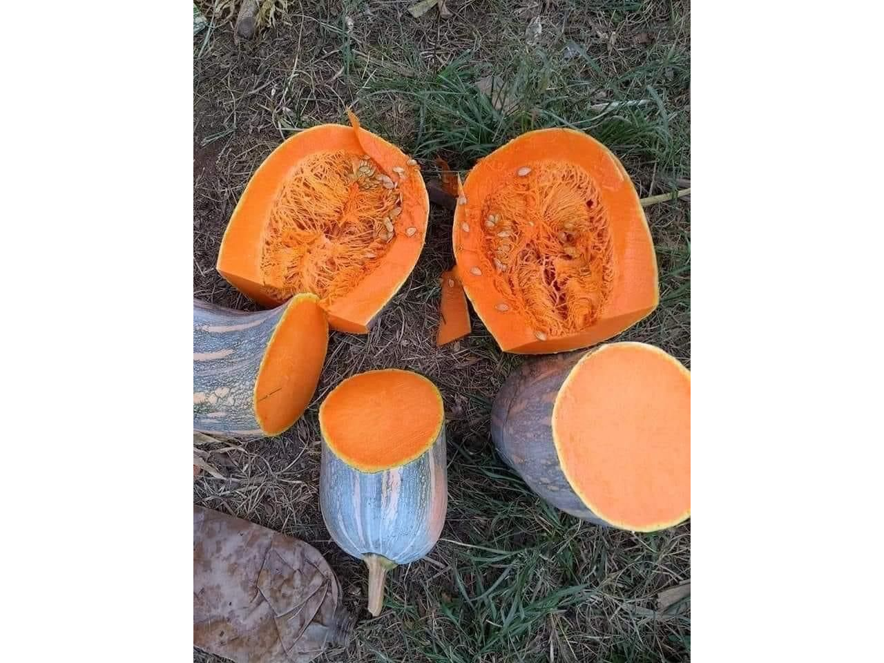 Calabaza