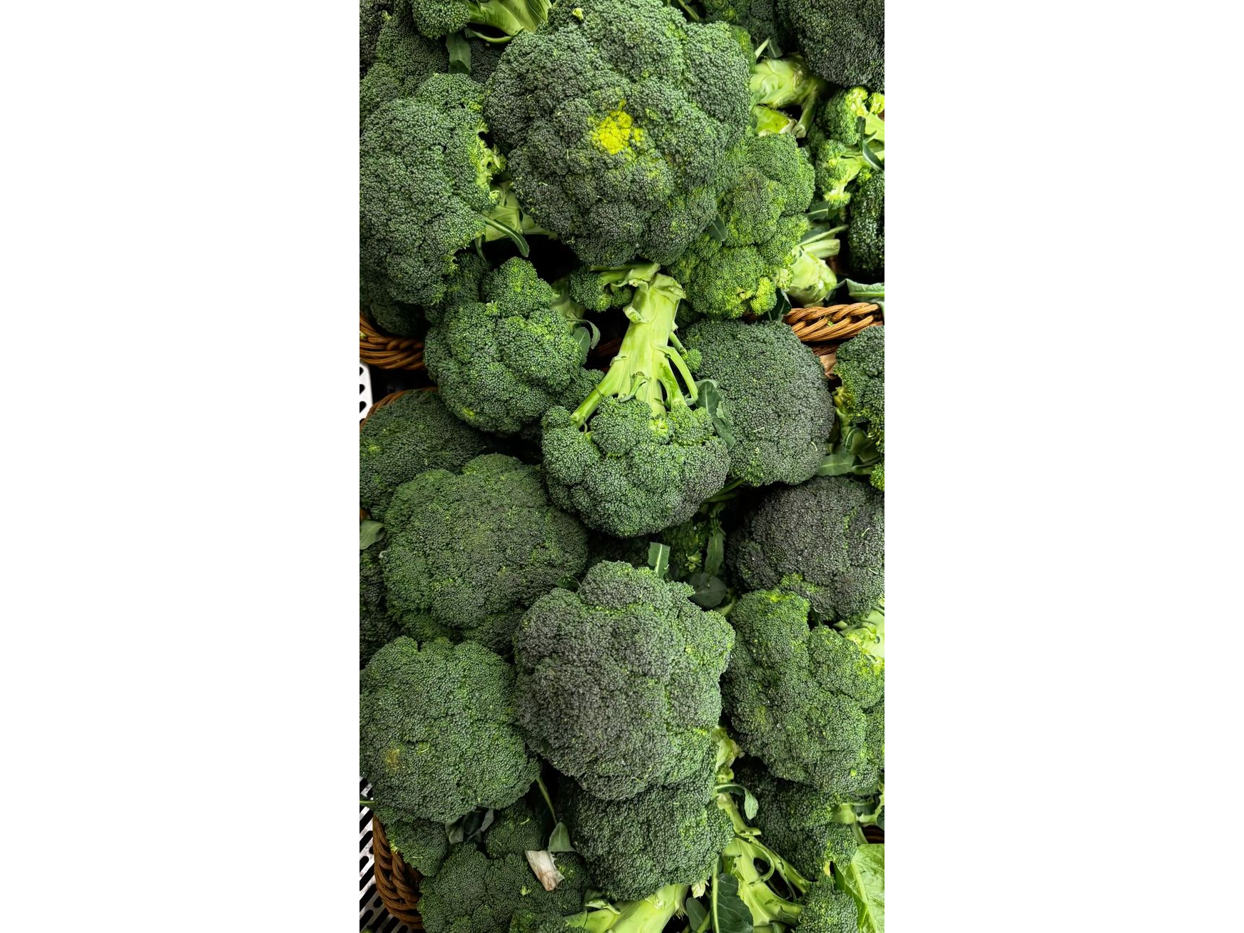 Brocoli