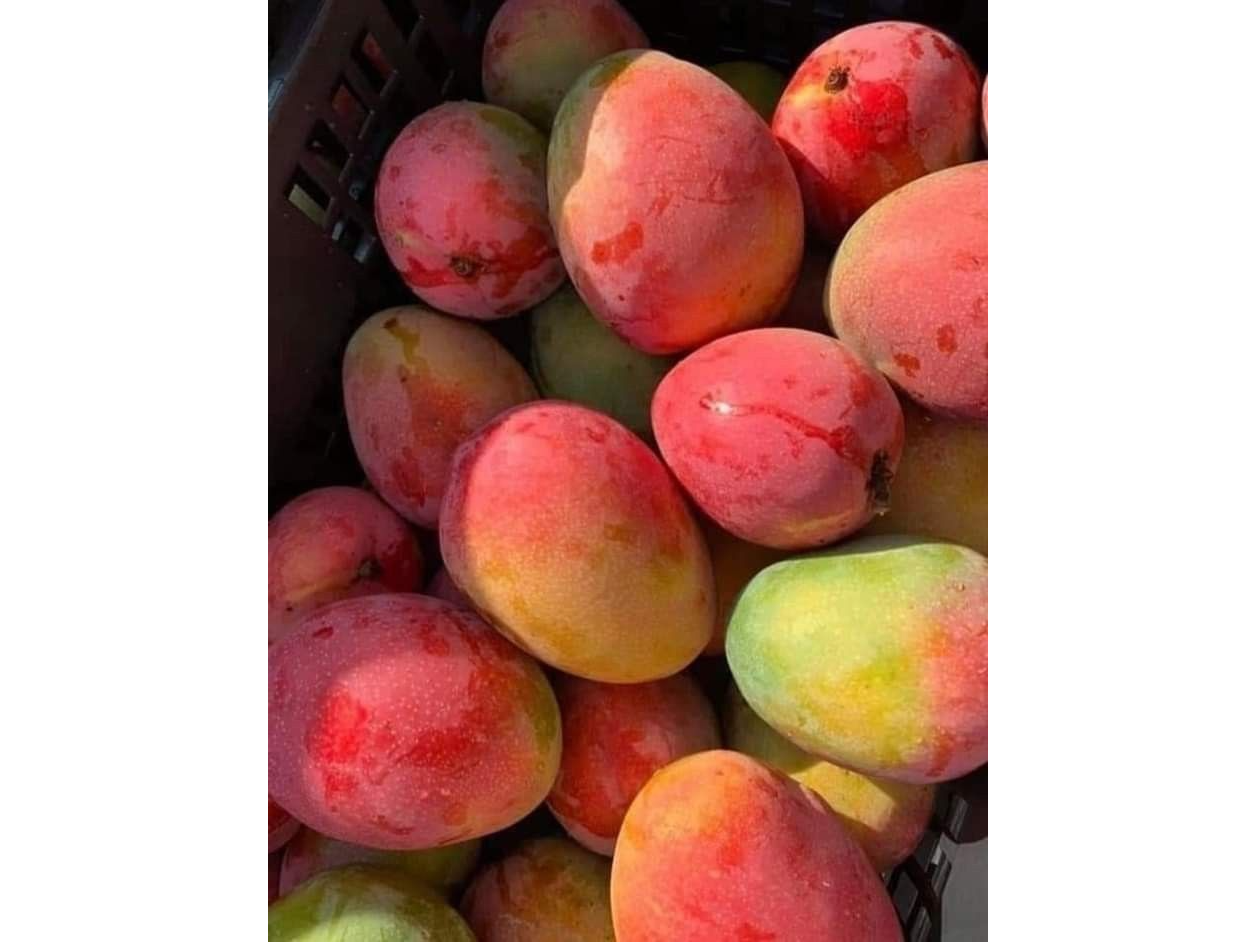 Mango