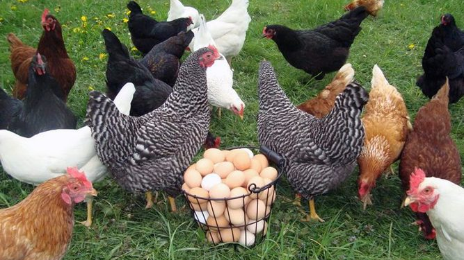 Huevos de gallinas felices