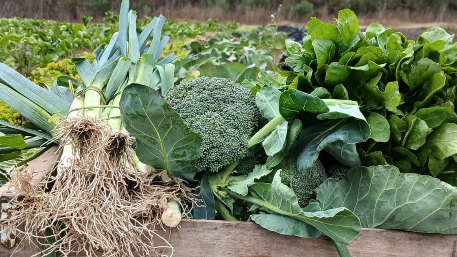 Verdura orgánica y agroecológica