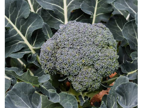 Brócoli