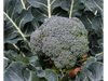Brócoli
