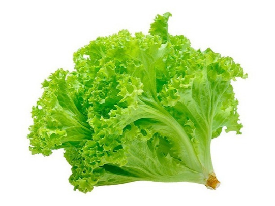 Lechuga francesa. 1 planta