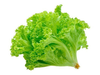 Lechuga francesa. 1 planta