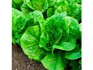 Lechuga criolla 1 planta