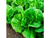 Lechuga criolla 1 planta