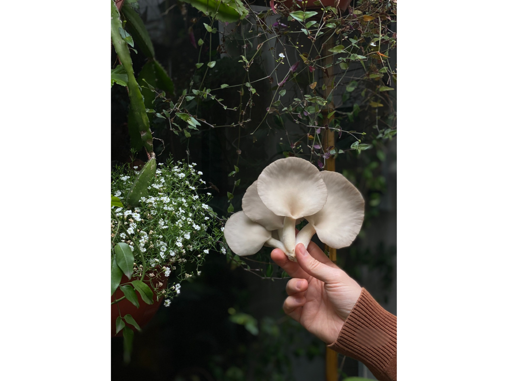 Girgolas Agroecologicas