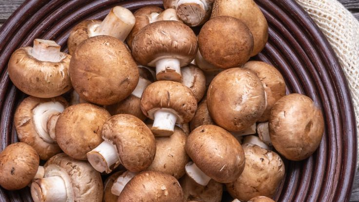 HONGOS DESHIDRATADOS y EXTRACTO ADAPTÓGENOS