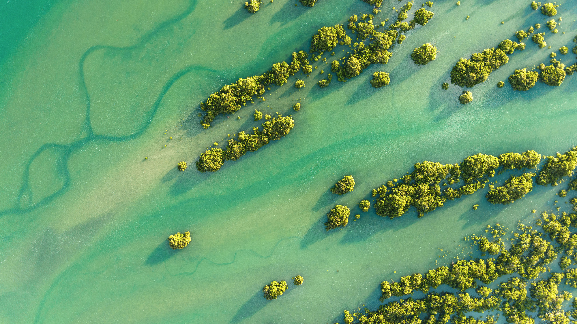 Aromatizacion y Aromaterapia