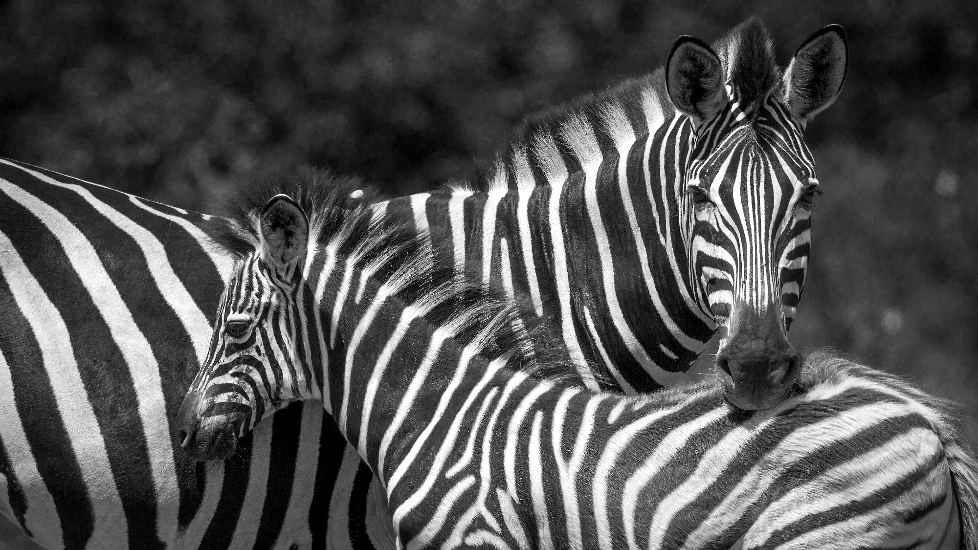 Hornitos a vela y electricos. para Aromatizar