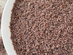 Semillas de Psyllium