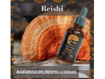 Reishi 100ml - Mycellium