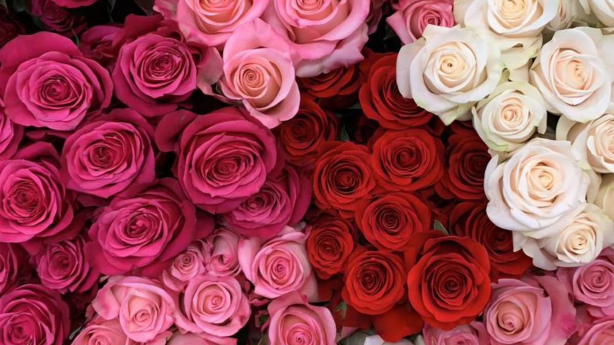 Ramo de Rosas 🌹