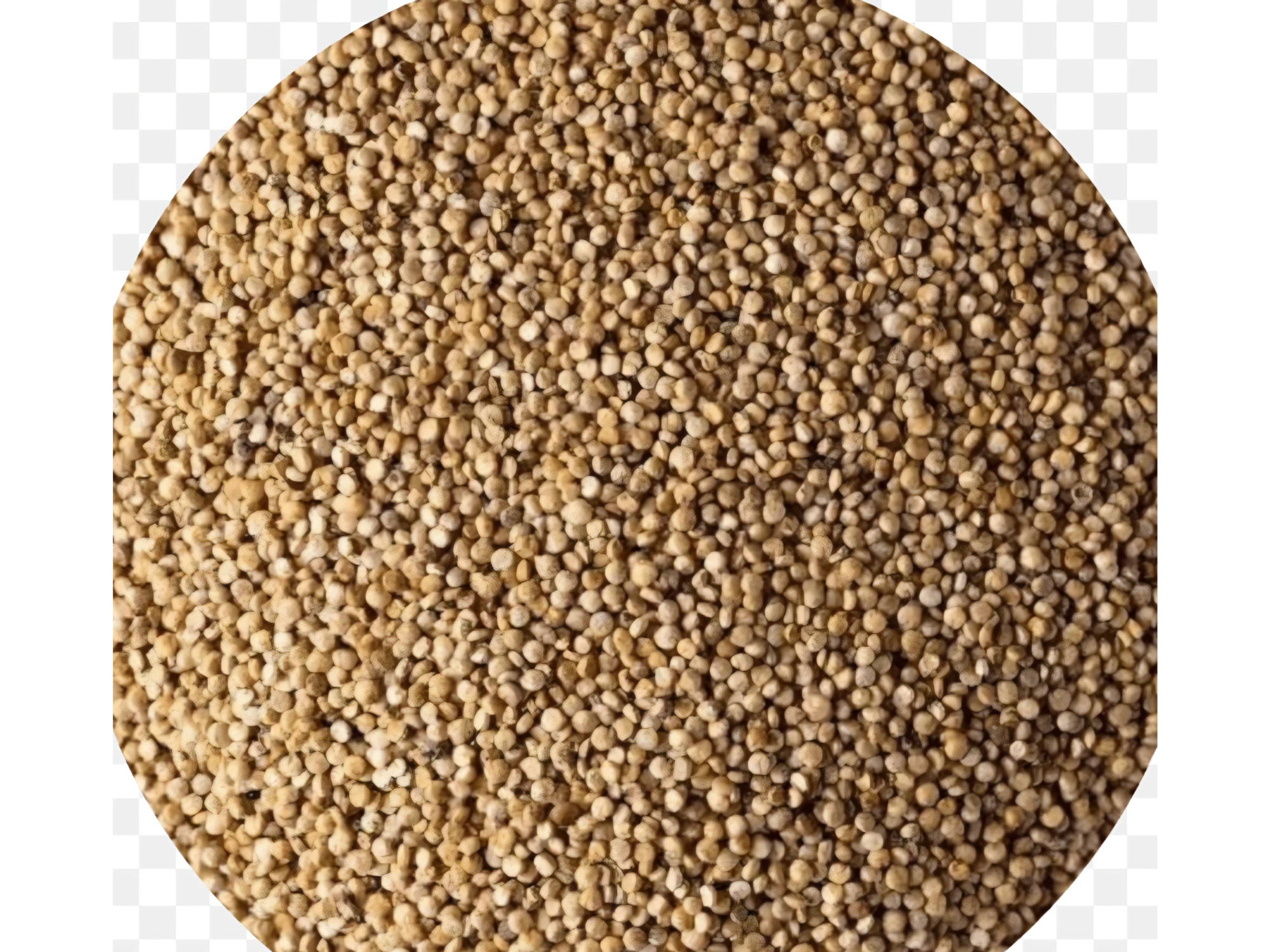 Semilla de quinoa