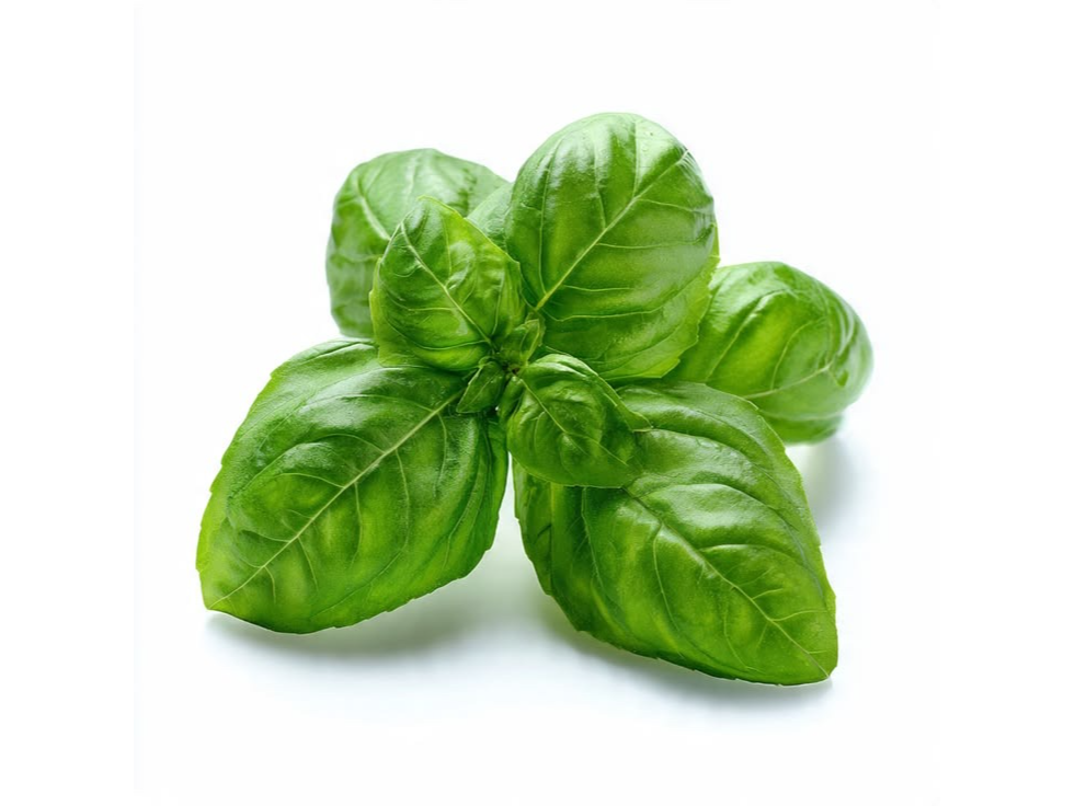 Albahaca en hojas