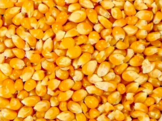 Maiz psingallo