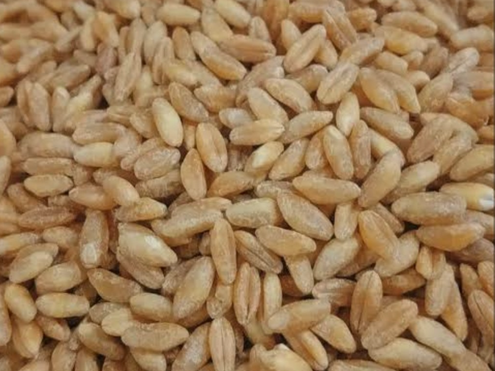 Trigo Candeal pelado
