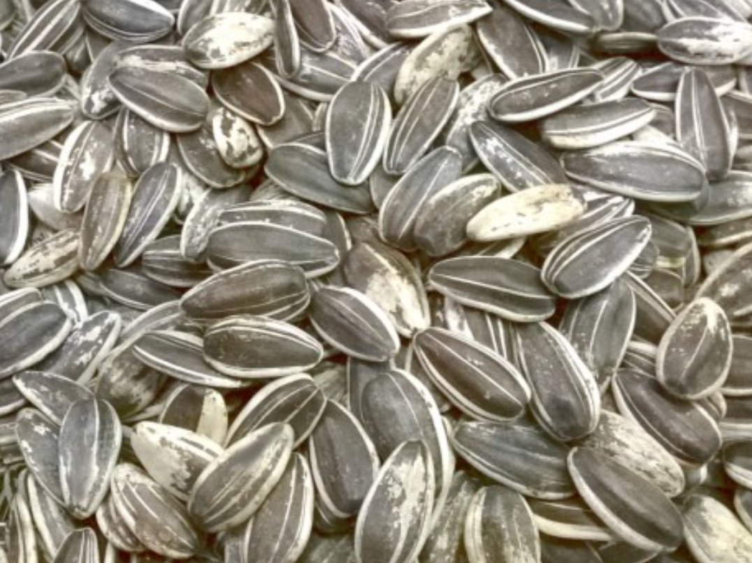 Girasol con cáscara x100gr